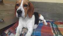 Beagle para acasalar