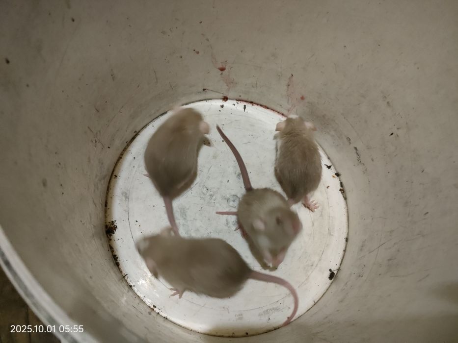 Крыски декоративные ручные