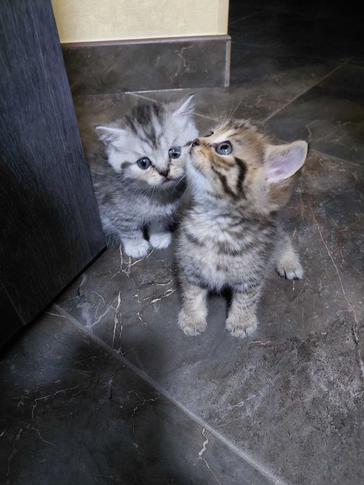 Шотландське кошеня