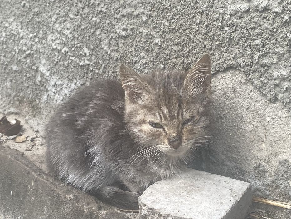 Кошенята (3 місяці)