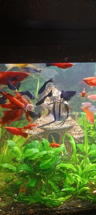 Zamienię na mieczyki