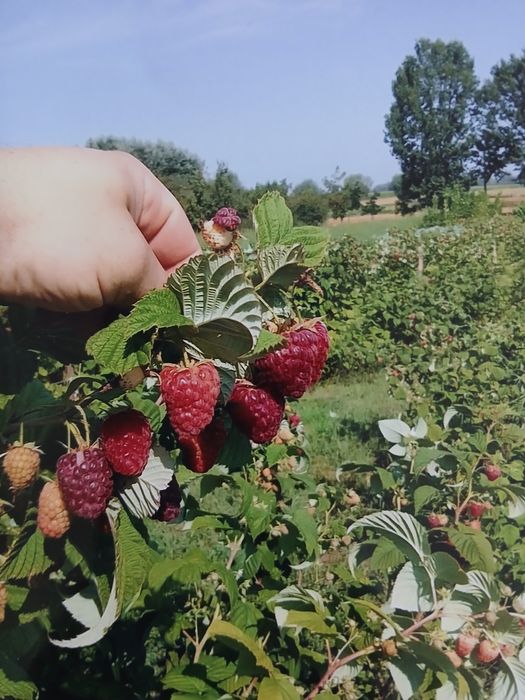 Sadzonki Malin Pokusa