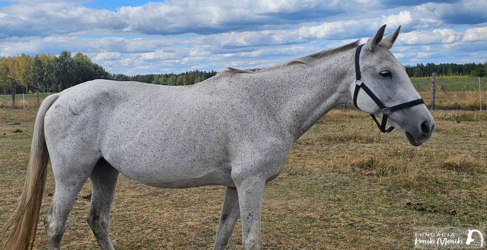 Siwka szuka kochającego domu