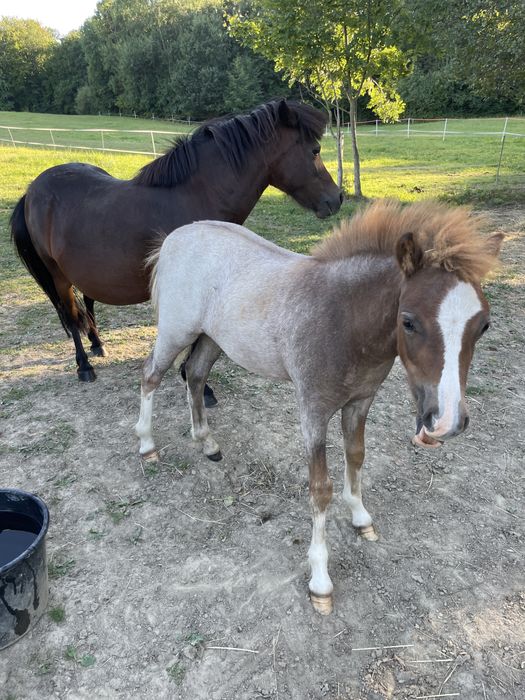 Kuc walijski klacz polski kuc wierzchowy