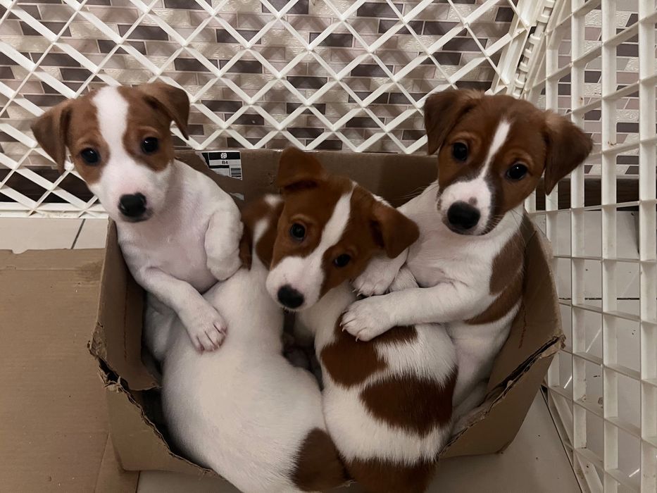 Цуценята джек расел терьєр готові до переїзду