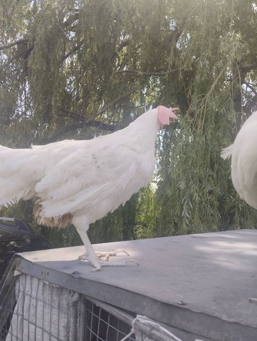 Курка несучка 80 грн за штуку