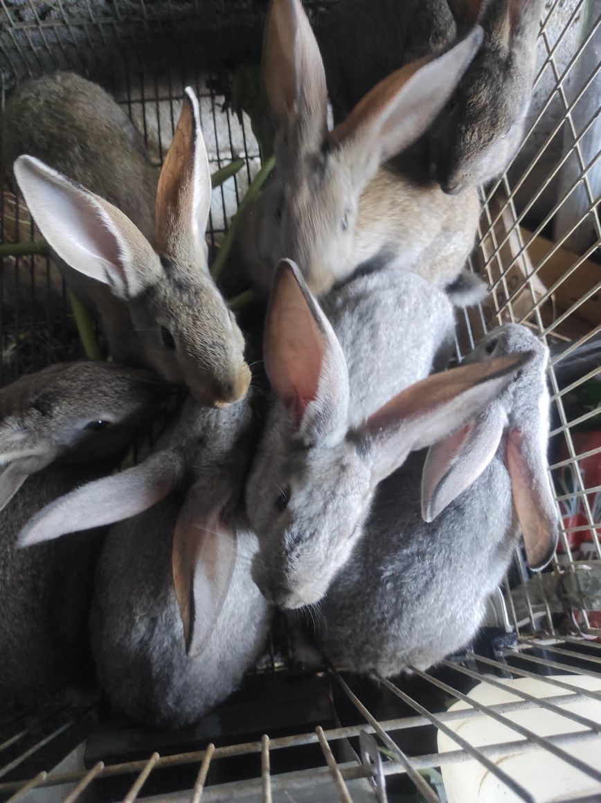 Coelhos caseiros bem tratados