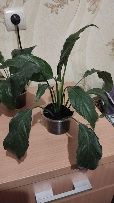 Продам спатіфілум