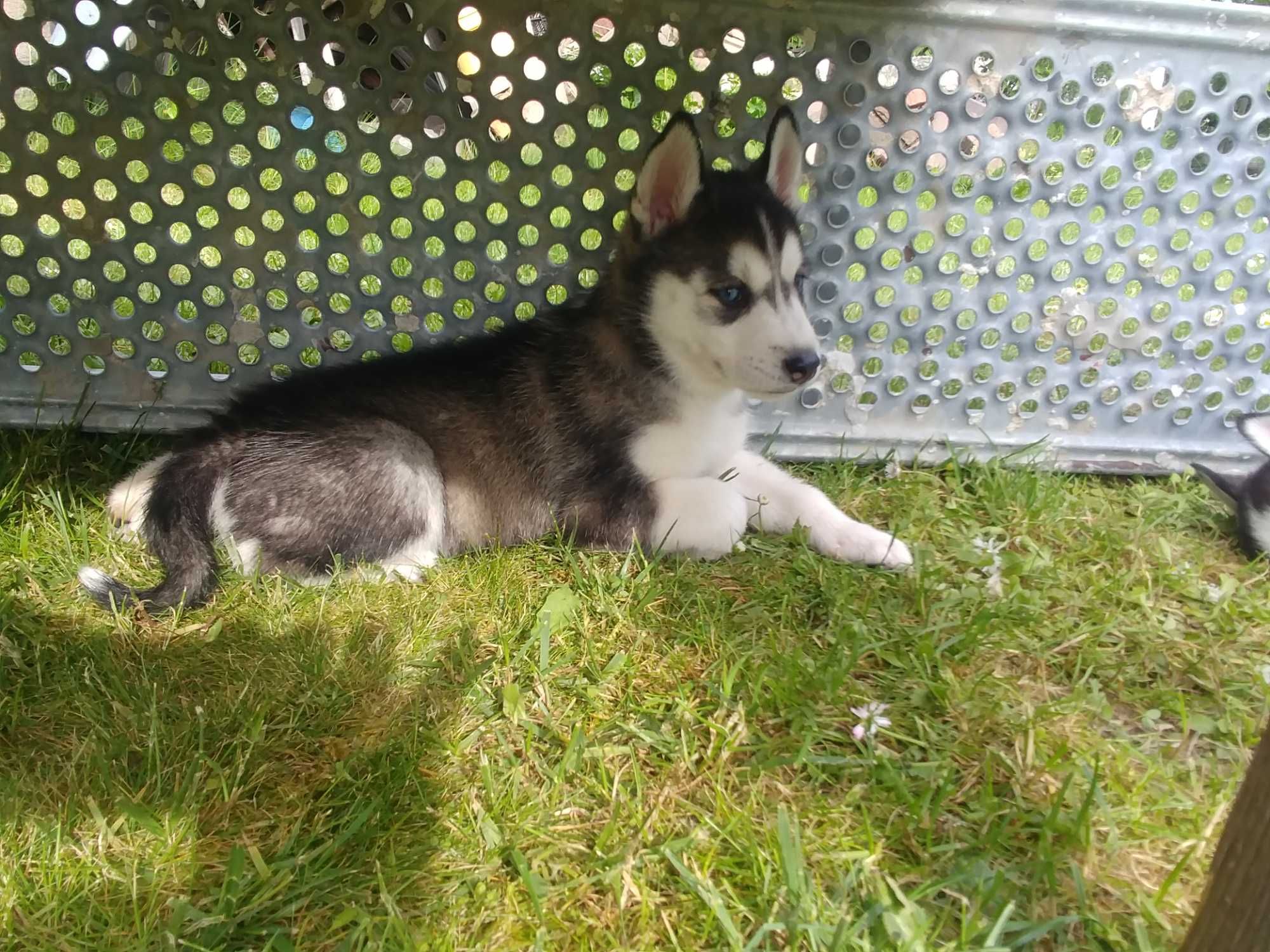 Syberian husky suczka niebieskooka GOTOWA DO WYDANIA