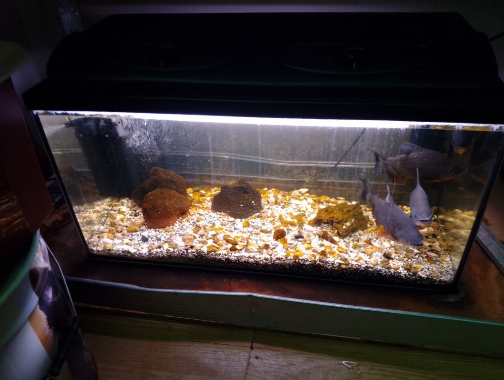 2 x akwarium 105/112 litrów + akcesoria i ryby