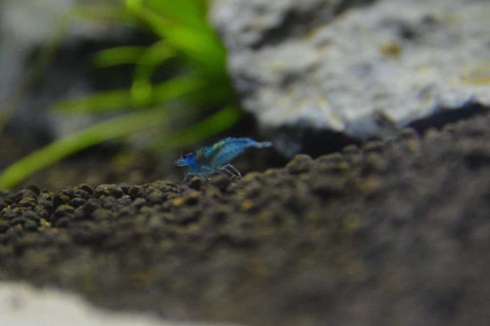 Neocaridina BLUE VELVET