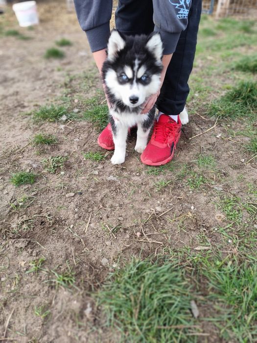 Śliczna suczka Syberian Husky