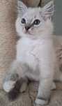 Ragdoll chłopiec piękne umaszczenie prążkowany blue mitted lynx