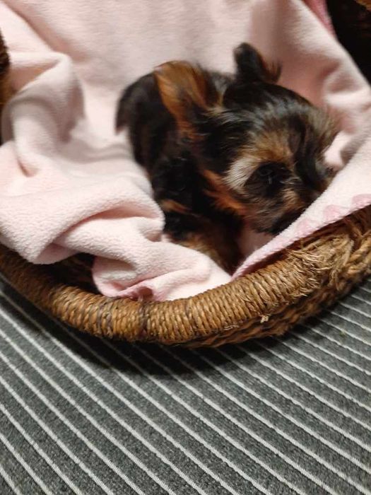 York  dziewczynka miniaturka