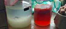 Kambucha ,kryształki japońskie 50g