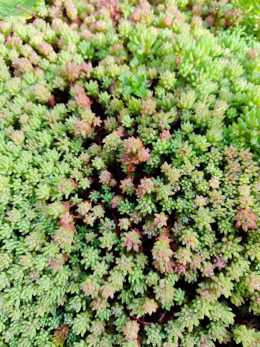 Набір молодил + очиток в подарунок