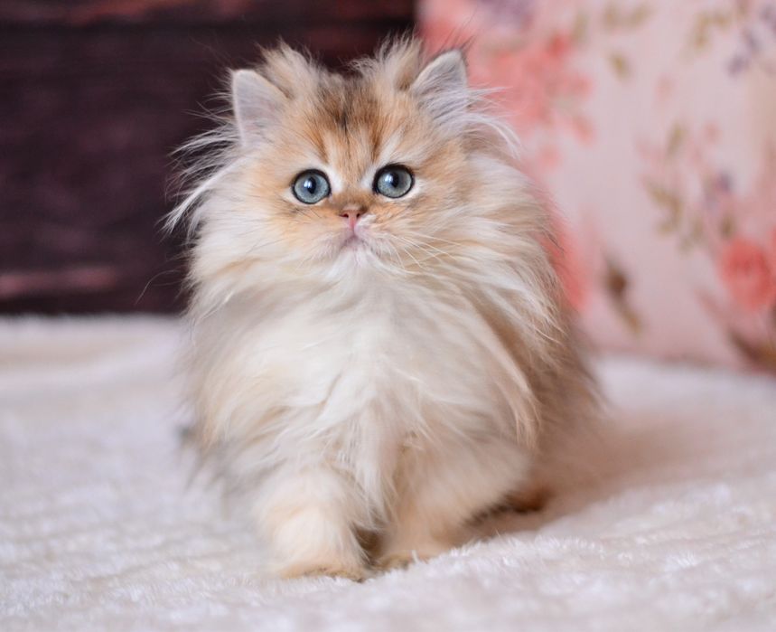 Золота британочка Яра