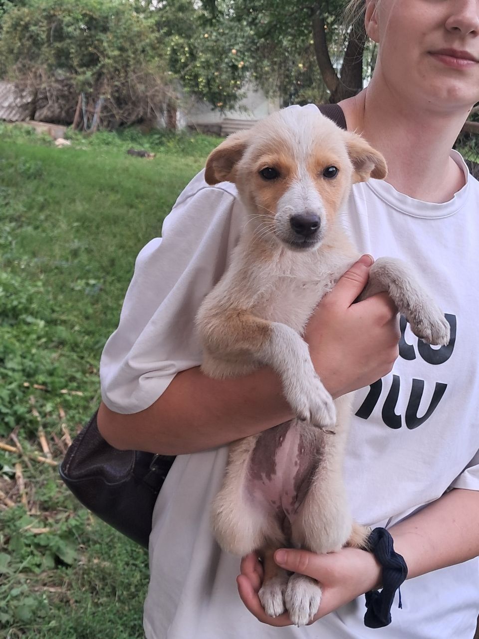 Відаємо безкоштовно цуценята