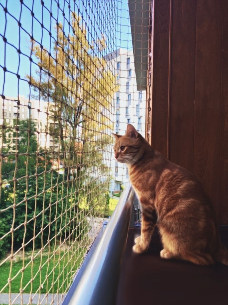 HIT Siatka na balkon bez wiercenia dla kota kompletny zestaw WYSYŁKA