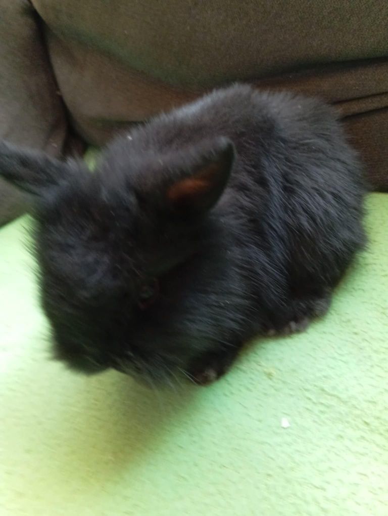 Krolik Króliki miniaturki Mini Lop