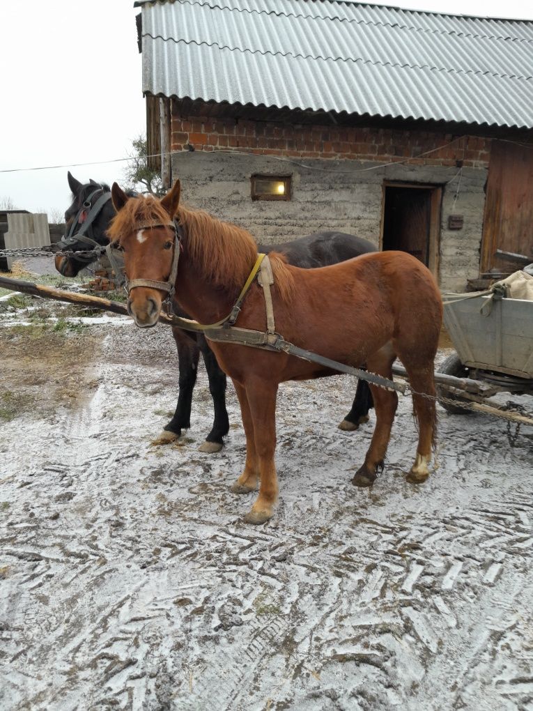 Продам на вибір спокійні