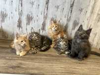 Maine Coon Kociak z Rodowodem wyjatkowej Urody