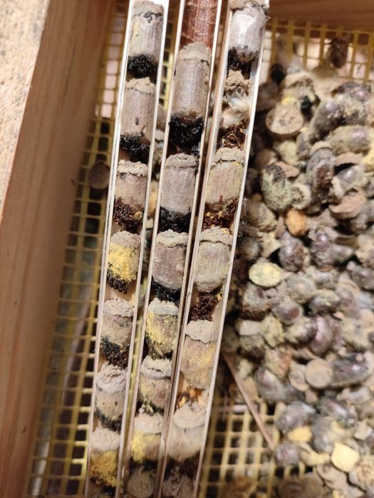 Kokony Murarki rogatej, z trzciny.