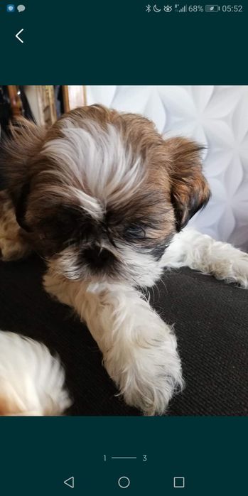 Szczeniaki rasy Shih-Tzu sunia