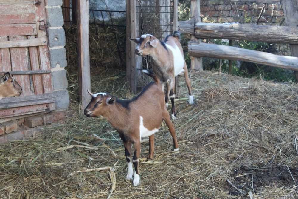 Продам двох цапів, козли