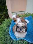 Shih tzu suczka z rodowodem