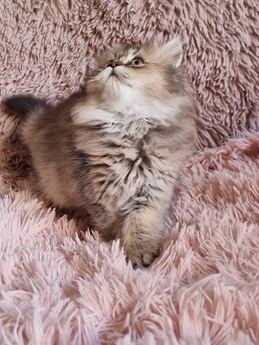 Kotka dziewczynka brytyjczyk