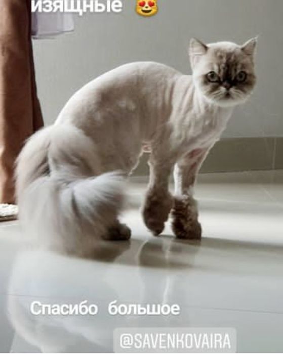 Стрижка кошек Харьков