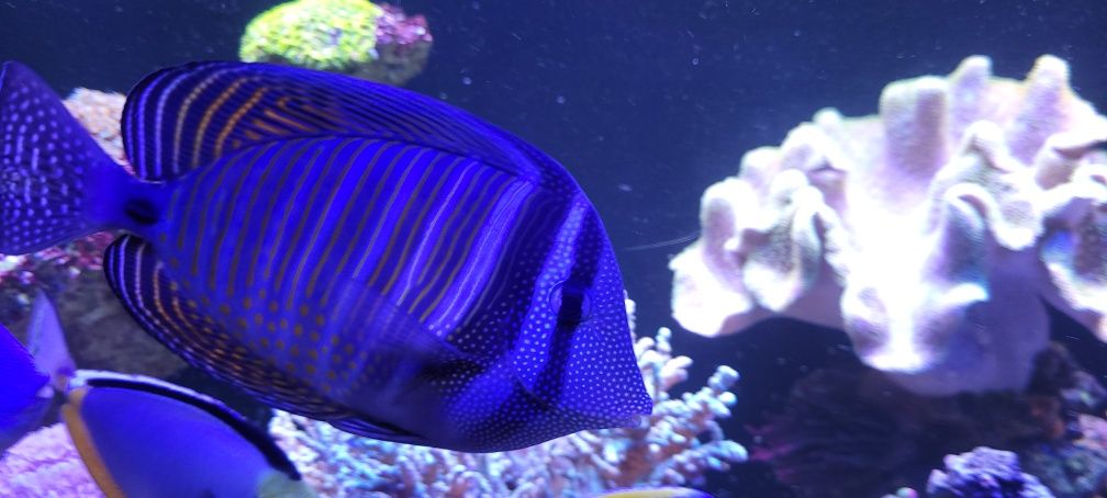 Zebrasoma desjardinii xxl