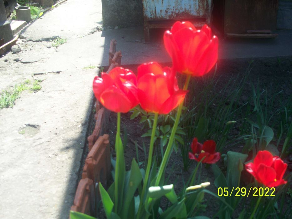 цветы - растения . Тюльпаны разные, нарциссы  желтые крупные