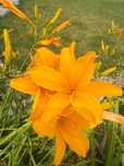 Liliowce wysoka odmiana 35 szt