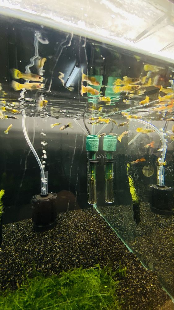Vendo Guppys e camaroes, criaçao propria