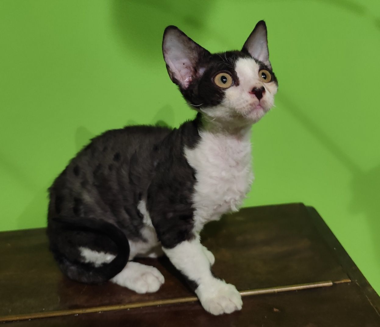 Cudowny kotek Devon rex. Czekoladowy Wafelek