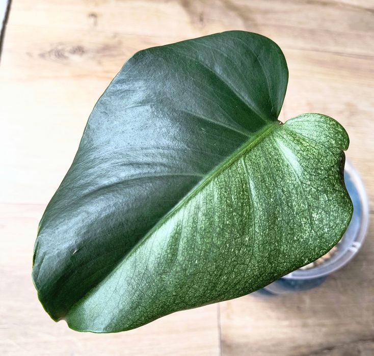 Monstera jungle mint pedowka