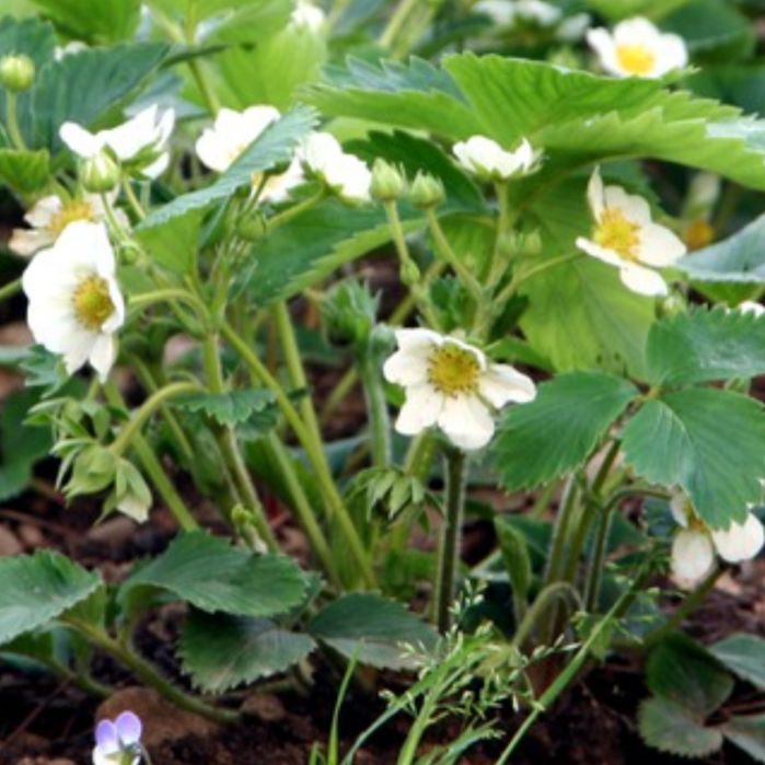 Sadzonki truskawek 6 odmian