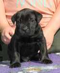 Cane corso rod FCI, cudny RAMBO o wspaniałej psychice, nie do hodowli