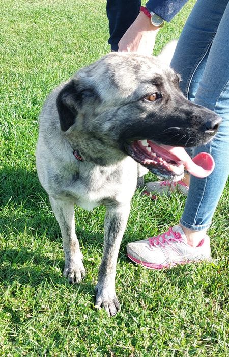 Rocky pies do adopcji