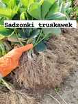 Sadzonki truskawek różnych odmian