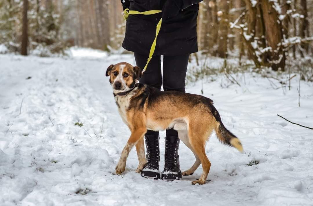 Kuba Guzik szuka domu-adoptuj!