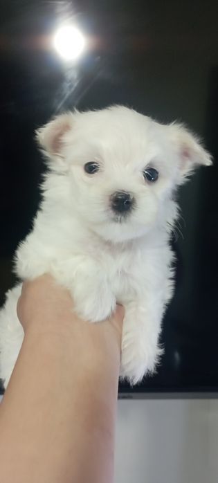 Продаються щенки мальтезе