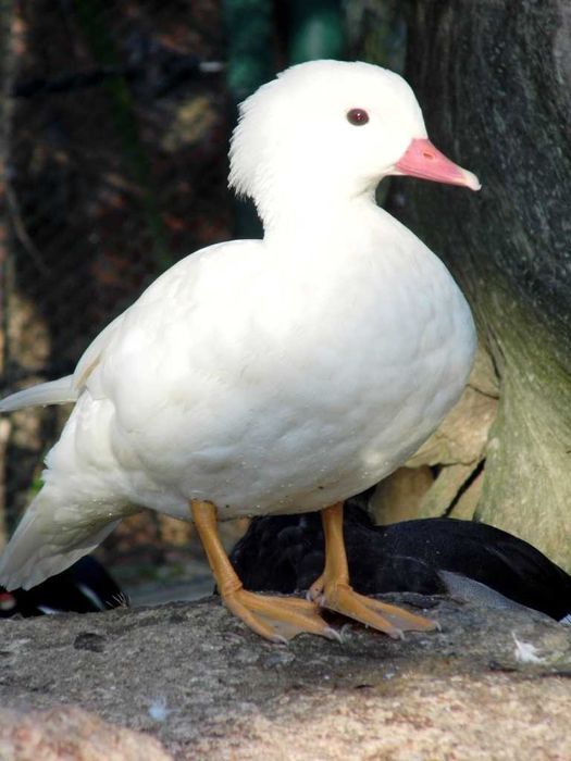 Kaczki mandarynki samice standard beżowe i białe