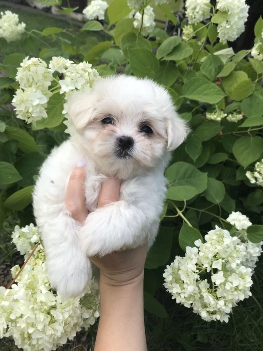 Дітки сімпатюльки мальтезе доставка