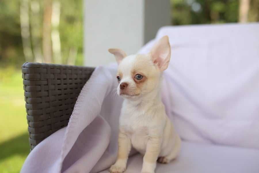 Chihuahua kremowy piesek krótkowłosy, FCI ZKWP