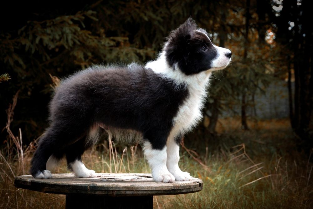 Piękny PIESEK border collie z metryką ZWIĄZKU Kynologicznego w Polsce.