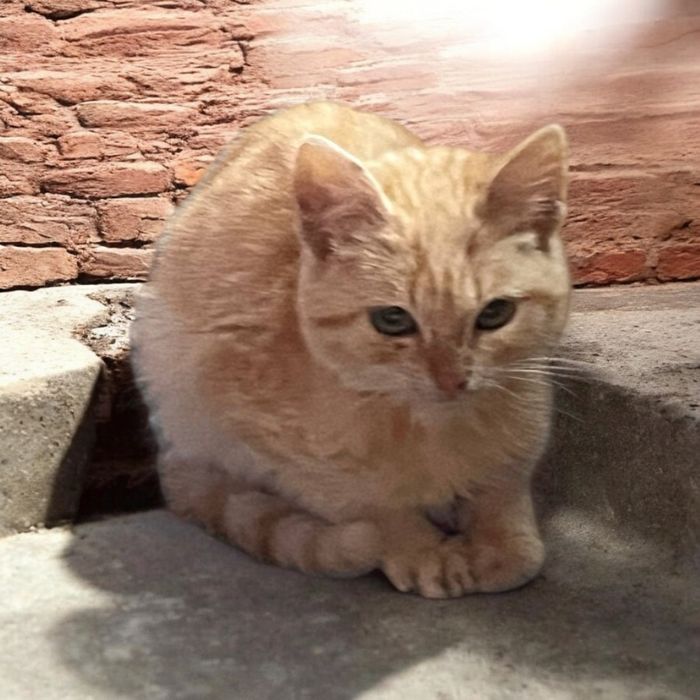 Віддам кошеня в добрі руки