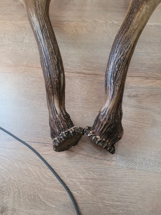 Poroże jelenia myłkus para